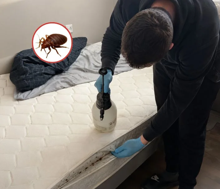 Technicien traitant un matelas contre les punaises de lit à Bazoches-lès-Bray